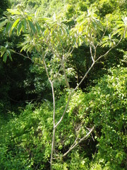 Solanum giganteum