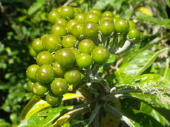 Solanum giganteum