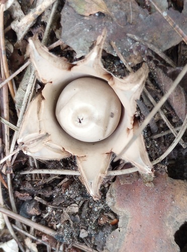 Geastrum fimbriatum