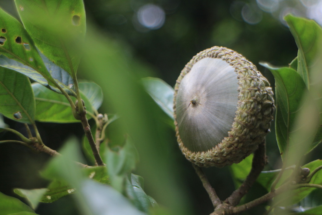 Lithocarpus corneus in October 2023 by 羅元甫 · iNaturalist