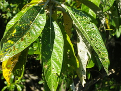 Solanum giganteum