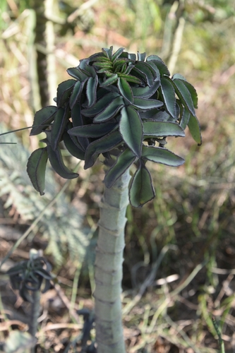 Image of Kalanchoe prolifera by (c) Petr Knotek, some rights reserved (CC BY)