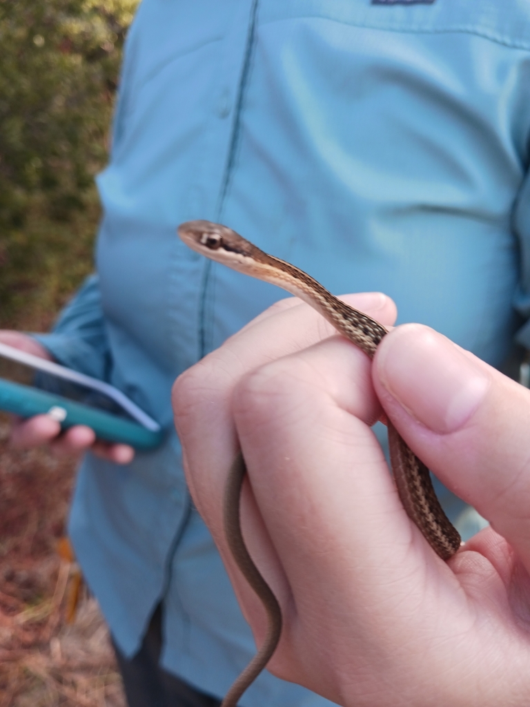 Common Ribbon Snake from Jekyll Island, GA 31527, USA on October 4, 2023 at 0924 AM by Myra