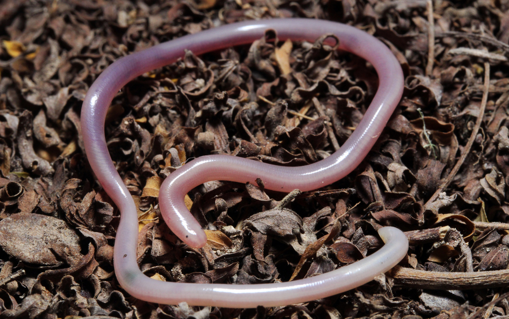 Yucatecan Worm Snake