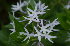 Amsonia repens