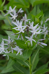Amsonia repens