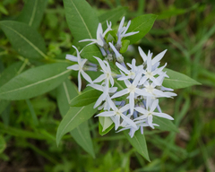 Amsonia repens