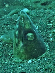 Ophichthus altipennis