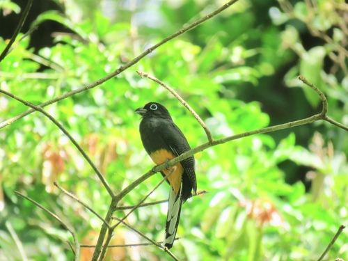 White-tailed Trogon