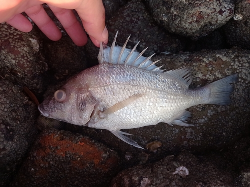 Longspine grunt (Pomadasys macracanthus) — Haemulidae — 5