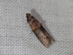 Hypargyria metalliferella