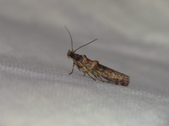 Hypargyria metalliferella
