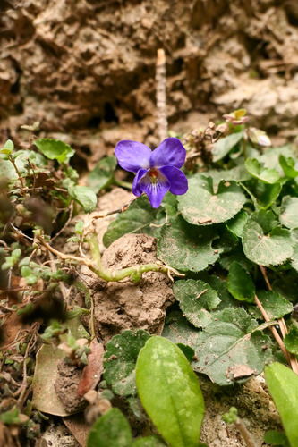 White violet (Viola alba)