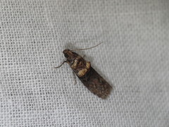 Hypargyria metalliferella