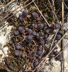 Sedum