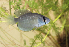 Austrolebias ephemerus