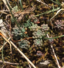 Sedum