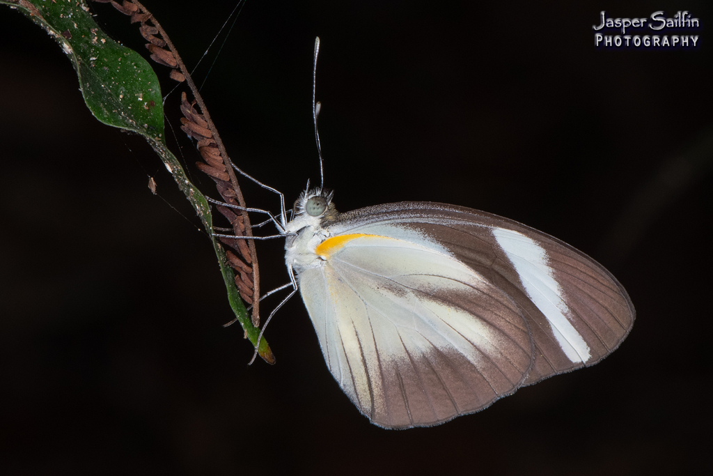 Cross-barred White