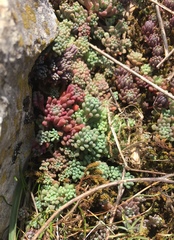 Sedum