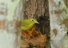 Louisiade White-Eye photo 2