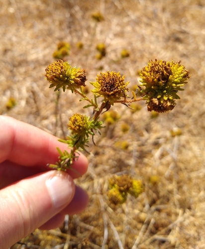 Santa Cruz tarplant (Holocarpha macradenia)
