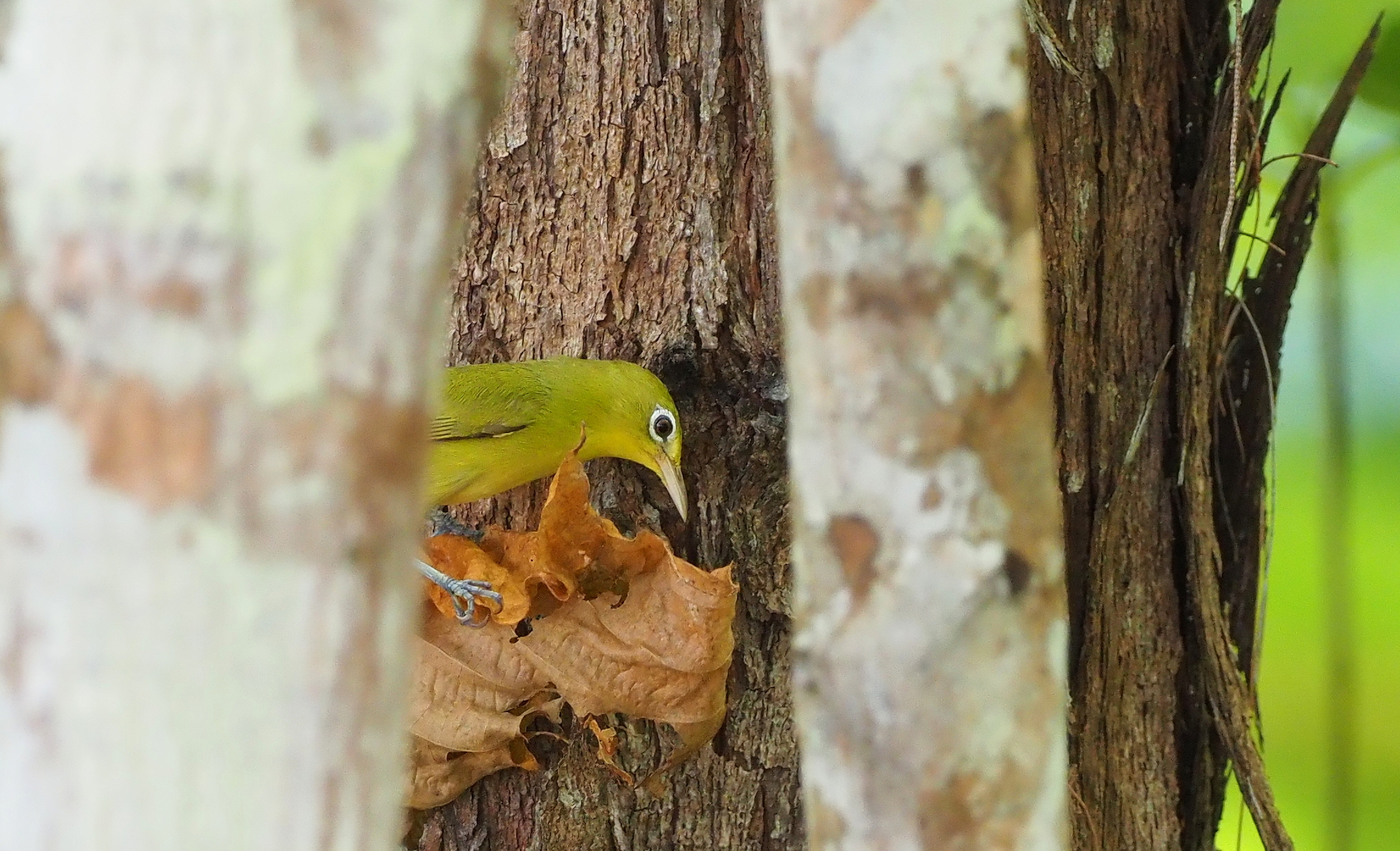 Louisiade White-eye illustration