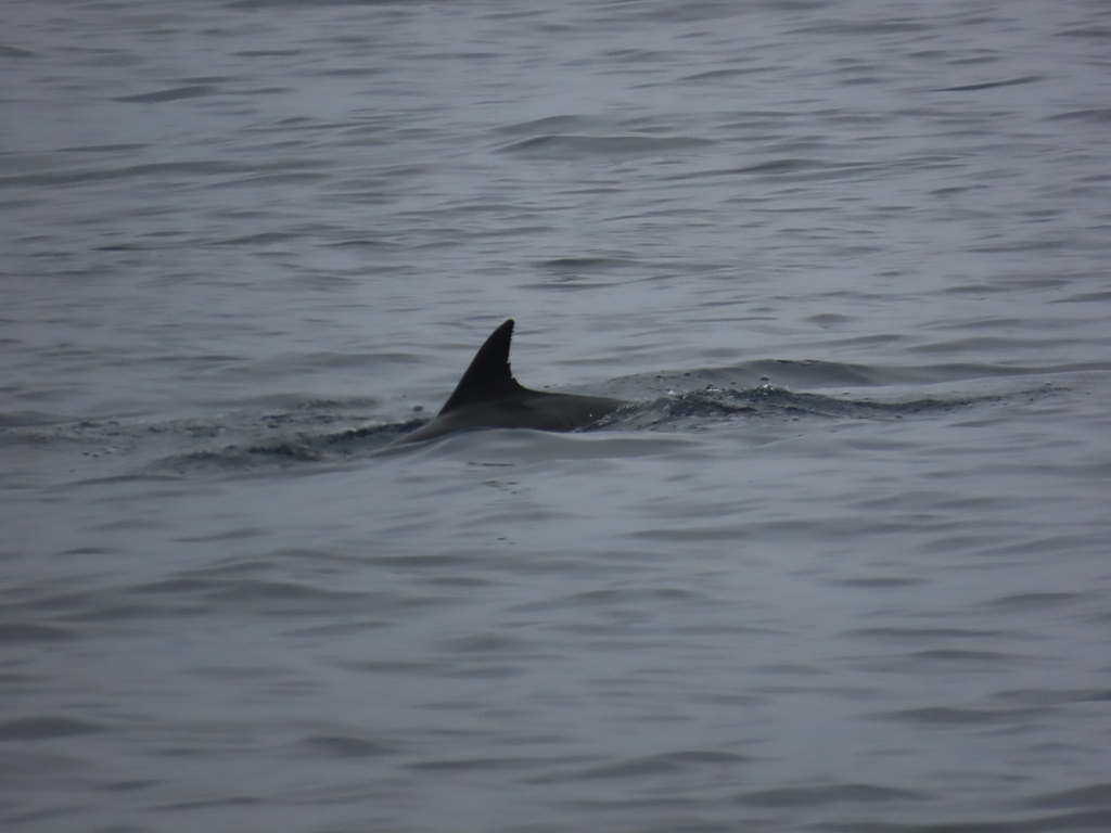 Common dolphin from santa barbara channel united states on september