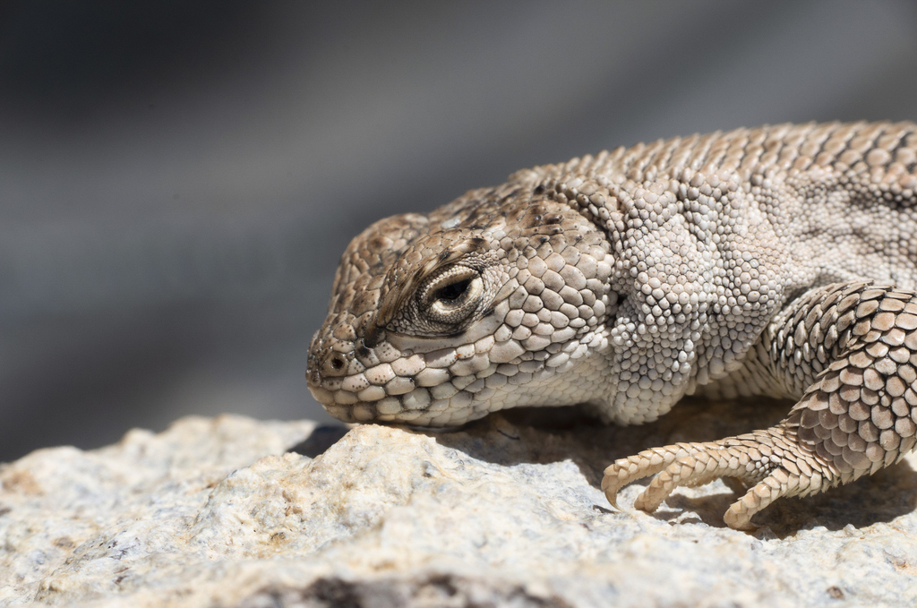 James' Tree Iguana