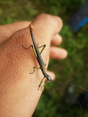 Damasippus
