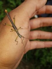 Damasippus