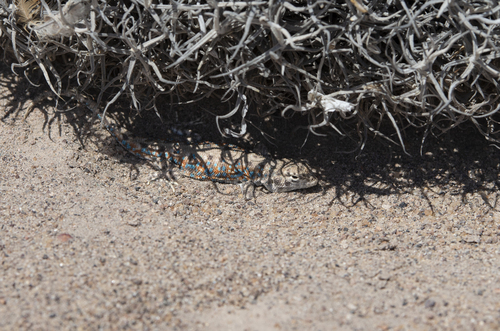 Liolaemus poconchilensis