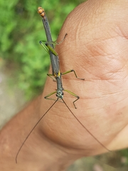 Damasippus