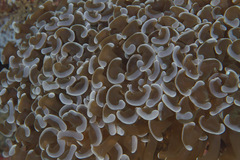 Fimbriaphyllia ancora
