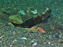 Cryptocentrus fasciatus