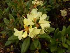 Rhododendron aureum