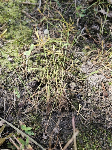 Image of Cyperus filicinus by no rights reserved