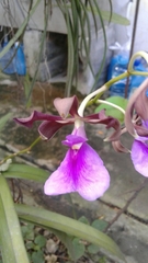 Encyclia cordigera