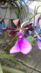 Encyclia cordigera