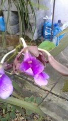 Encyclia cordigera