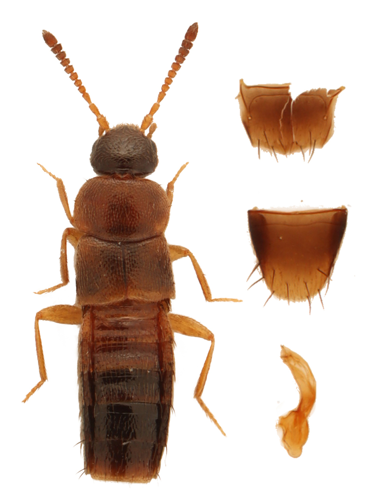 Mocyta luteola