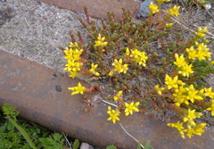 Sedum acre