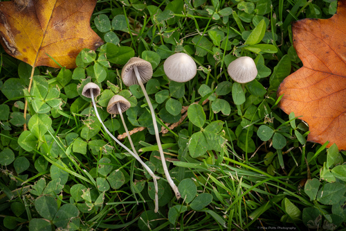 Representative image of Psathyrella prona
