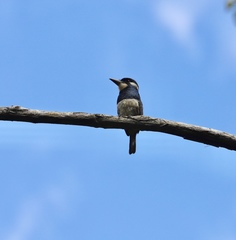 Notharchus pectoralis image