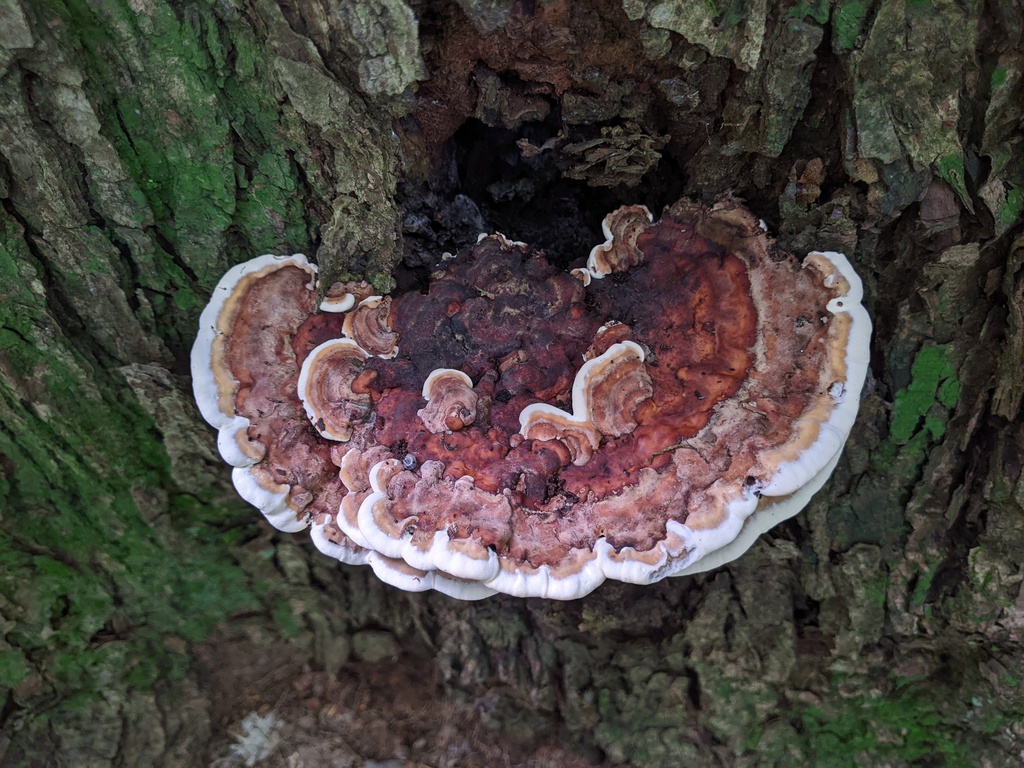 Vanderbylia sp. 'fraxinea-IN01'