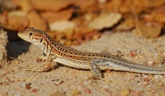 Acanthodactylus erythrurus