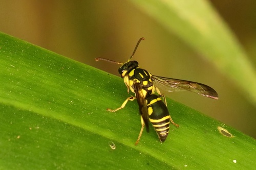 Gribodia confluenta observed 2023-09-25