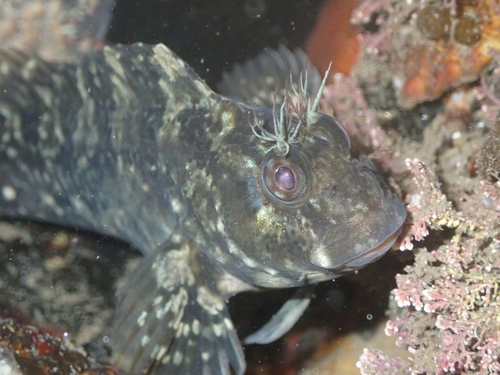 Notchbrow Blenny