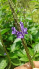 Stachytarpheta jamaicensis