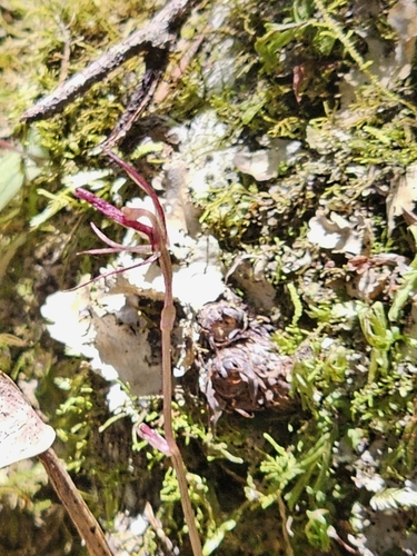 Image of Cyrtostylis rotundifolia by no rights reserved