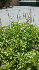 Stachytarpheta jamaicensis